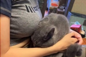猫咪为什么越来越凶？（探究猫咪凶性增加的原因及解决方法）
