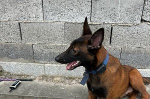 中国马犬种公有哪些？（探索中国马犬种的多样性与特点）