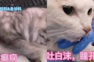 猫进屋的征兆（猫咪进入家中的12个重要信号）