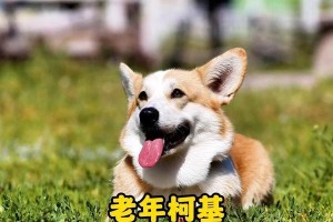 柯基犬的禁食清单（保护你的柯基犬，避免给它们吃这些食物）