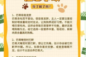 成年八哥犬饲养的注意事项（警惕肥胖问题，为你的八哥犬提供健康饮食）