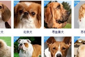 常见宠物狗大全（品种、简介、价格介绍，你喜欢哪一只呢？）