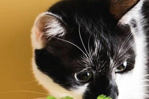 猫咪的健康饮食（猫咪饮食平衡，蔬菜水果当先驱）