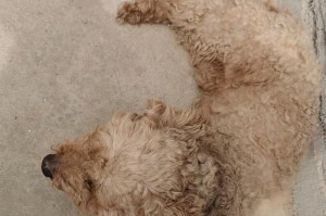 泰迪狗生小狗需要的时间及过程（了解泰迪狗繁殖周期和繁殖过程的关键）