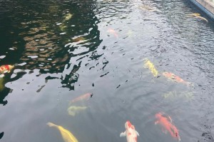 以锦鲤吃什么长得好看（探索锦鲤的理想饮食与养护方法）