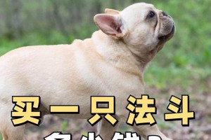 法斗——理想的宠物伴侣（了解法斗的适养性和价格，选择最合适的宠物）