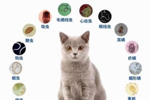 家有宠物猫，如何有效驱虫？（家里养猫，必须要知道的驱虫方法，）