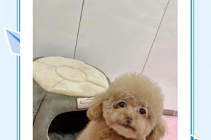 泰迪疫苗接种后何时适宜驱虫？（宠物泰迪做完疫苗后，何时进行驱虫才更合适？）