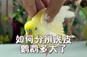 虎皮鹦鹉冬季孵化时间的探究（了解虎皮鹦鹉冬季孵化所需时间及关键因素）