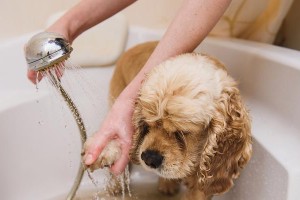 泰迪犬与主人的情感纽带（探寻泰迪犬对主人的认同过程及时间节点）