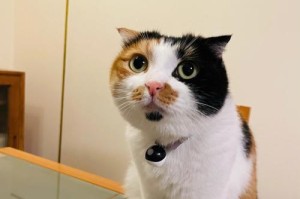 猫与其前世的羁绊（探寻猫与前世的神秘关系）