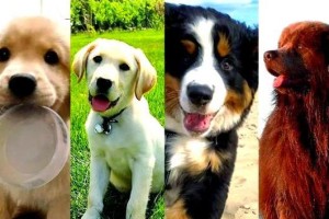 城市养犬指南（挑选合适城市生活的大型犬，让你的城市生活更加充实和快乐）