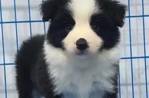 边牧犬的颜色之美（揭秘最迷人的边牧犬颜色与特点）