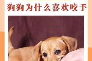 揭秘为什么狗狗喜欢咬尾巴尖？（探究狗狗咬尾巴尖行为的原因与解决方法）