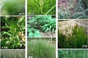 兔子养殖（养兔初学者必读，兔粮更换不可忽视的细节）