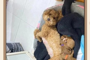 母犬产后打缩宫素的必要性（了解母犬产后打缩宫素的时间和作用，保障母犬健康）