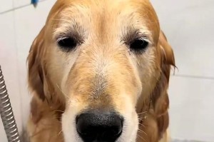 狗狗癫闲病的生命期限（揭秘狗狗癫闲病的存活时间及关键因素）