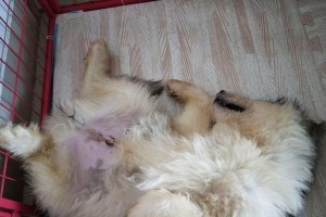 关于以掐死一只小狗所需时间的探讨（揭开狗命绝望的时钟，时间将如何流逝？）