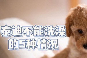 泰迪洗澡时间的最佳选择（了解泰迪洗澡的最佳时间和频率）