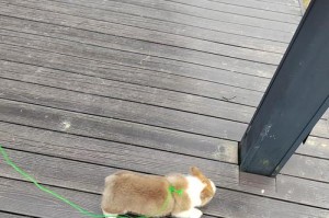可养动物的选择与养护知识（解析不同种类可养动物，以及如何科学合理地养护它们）