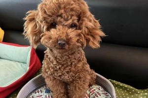 泰迪狗狗的成熟年龄及特征（泰迪狗狗成熟的标志和行为特征）