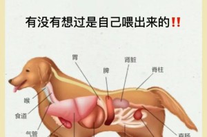 为您的狗狗提供正确的营养搭配（如何正确喂养狗狗，让它健康快乐成长）