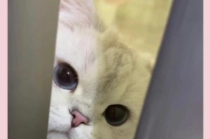 小猫发烧的原因与预防（了解小猫发烧的原因及防范措施）