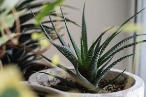 植物宠物（探索植物宠物的魅力，打造健康生活空间）
