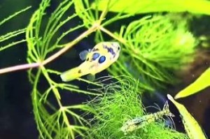 巧克力娃娃鱼养殖的4个关键点（养鱼新手必知的养殖技巧和注意事项）