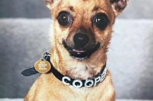 吉娃娃中毒急救措施（以宠物为主，如何保护吉娃娃免于中毒？）