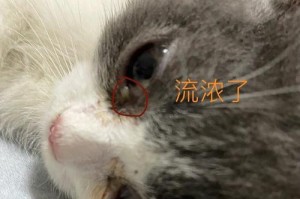 猫眼睛肿了怎么办？选对药物轻松解决问题（药物治疗是缓解猫眼睛肿胀的有效方法）