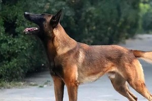 马犬（探寻马犬的优点与适养环境）