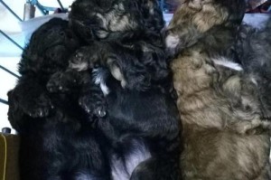 母泰迪产后多久能配狗？（了解泰迪犬的繁殖周期及健康管理）