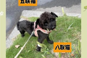 狗接种疫苗能保持多久？（探讨疫苗保护期限以及养犬人的相关注意事项）