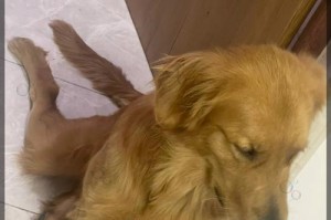 如何有效训练你的金毛犬（金毛犬训练技巧与方法解析）