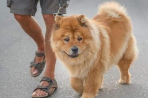 为什么松狮犬饲养人数稀少？（探寻松狮犬饲养不普及的原因）