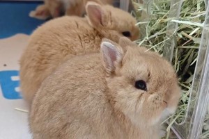 兔子的理想食谱（科学饲养，兔子健康无忧）