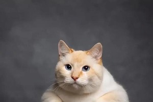 追寻猫界趣味命名（从猫咪世界中寻找独特而有趣的命名灵感）