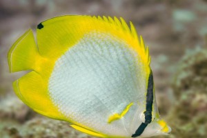 斑带蝴蝶鱼的饲养技巧（打造健康活泼的斑带蝴蝶鱼水族箱）