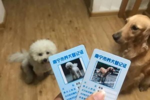 养狗手续一览（办理养狗所需手续及注意事项）