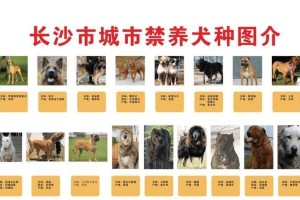 克龙弗兰德犬的饲养方法是什么？从喂养到训练，打造健康快乐的宠物生活