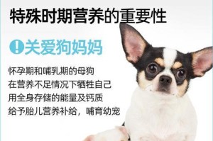 泰迪怀孕期间需要补充的营养品（为泰迪宝宝健康成长提供全面的营养支持）