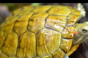 龟龟不吃东西的原因及解决办法（探究龟龟不吃东西的6种原因及应对策略）