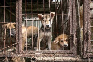 品种（迷人的韩国犬种和它们的特点）