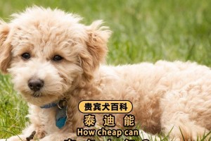 萨摩耶的健康食谱（为你的爱犬提供营养均衡的饮食，让它健康快乐）