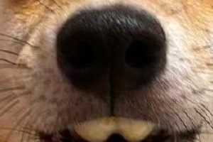 狗的门牙（揭秘狗的门牙的神奇功能与用途）