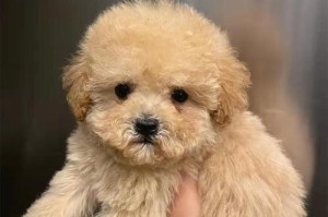 纯种泰迪犬的价格（探究纯种泰迪犬价格的因素及市场行情）