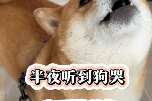 狗狗哭泣的原因及其含义（探索狗狗哭泣的背后所隐藏的信息）
