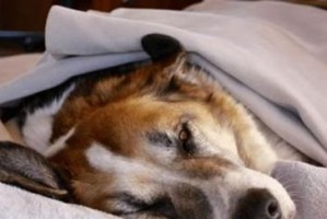 狗狗临终前的表现及其意义（观察狗狗老去，了解临终前的迹象）