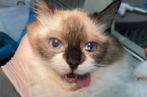 母猫生完后多久可以进行节育手术（探讨母猫产后节育的最佳时机）